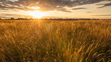 Foto op Plexiglas Field of Grass backlit by the Evening Sunlight © Markus
