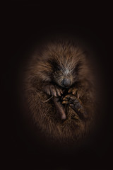 jeune hérisson dans la nature