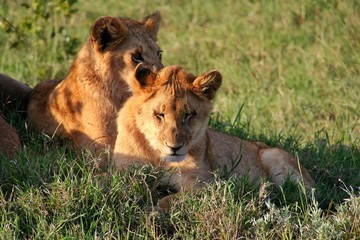 Lion Cubs, Masai Mara, Kenya