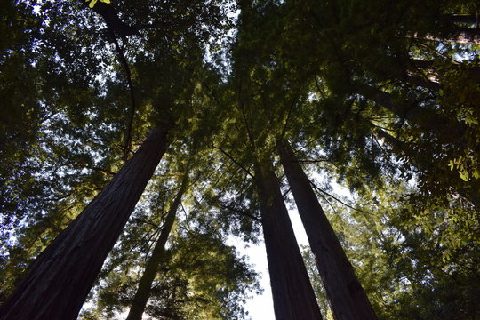 Sequoia Forest, California © BELEN.GM