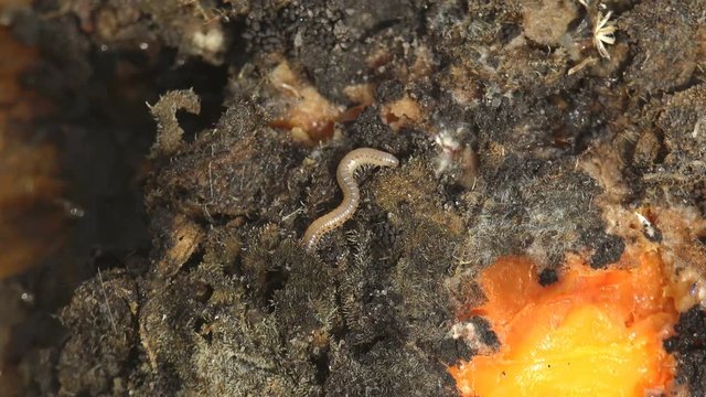 Insect Linotaeniidae Strigamia bibens soil centipede crawling on black ground