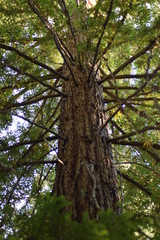 Sequoia Forest, California