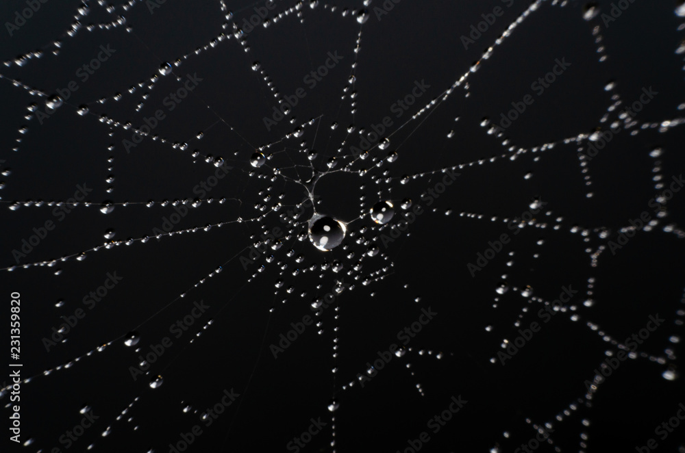 Wall mural wet spider web in the nature, dew on cobweb