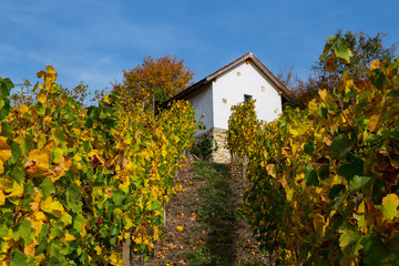 Reben Weinberge Herbst