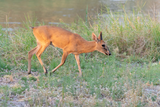 Moschusb&ouml;ckchen, Nesotragus moschatus, am Ufer des Cubango, Okavango, Namibia