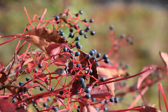 Marco Shot Of Berries And Leaves Of Parthenocissus, Colorful Parthenocissus Quinquefolia With Foliage And Fruits In Autumn