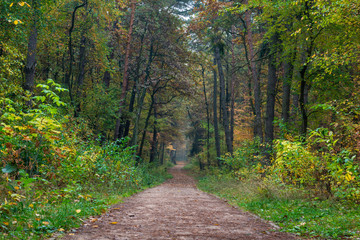 Fototapeta premium Chojnowski landscape park at autumn near Konstancin-Jeziorna, Masovia, Poland