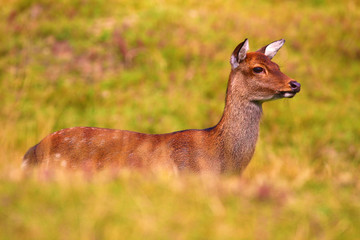 Cerf