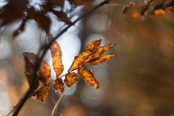 Closeup view on red leaves in autumn season park