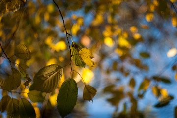 Yellow leaves in autumn season park and blue sky in bachground