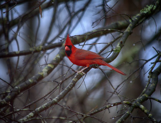 Cardinal on Branch
