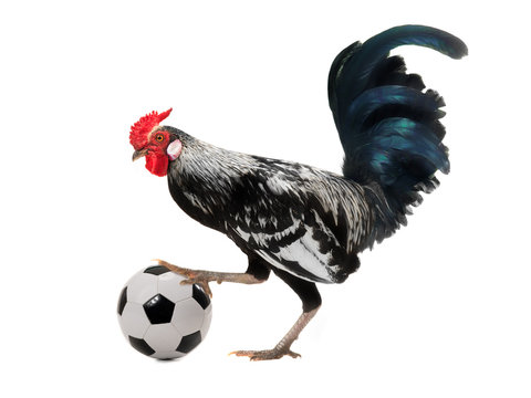 rooster with football ball