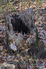 Obraz premium Stump from an old tree with a hollow inside. In autumn