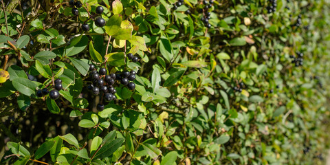 Beeren schwarz am Liguster Hecke