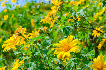 Maxican Sunflower or Tree marigold view blooming on the hill. view of Thung Bua Tong, Doi Mae Aukor, Khun Yuam, Mae Hong Son, northern Thailand.Surrounded by Beautiful mountain complex