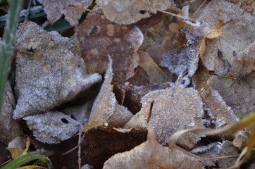 Осенние листья покрыты первым снегом в Солнечный день.