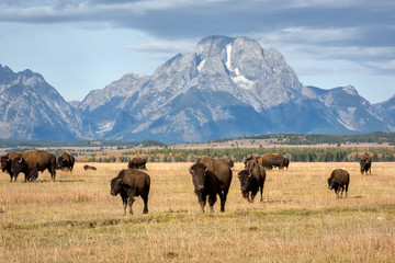 Tetons and Bison Herd in Fall