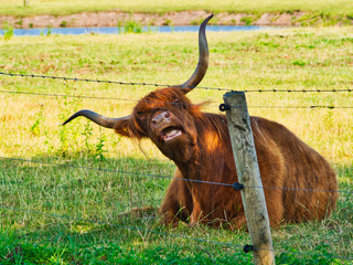 Ochse auf einer Wiese