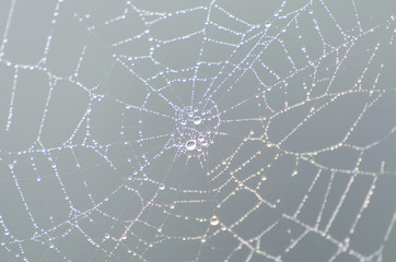 wet spider web in the nature, dew on cobweb