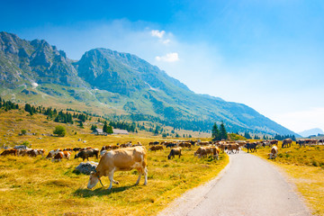 Cows grazing alongside the road in Montasio Plateau