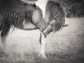 Chincoteague Ponies  Kissing in Chincoteague , Virginia . 