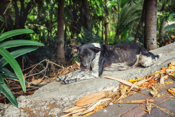 Lonely dog, Jimbaran, Bali, Indonesia