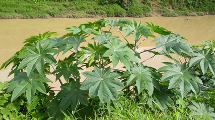 Ricinus communis, castor bean plant