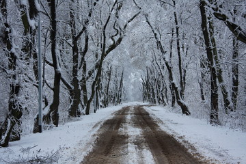zima śnieg mróz pogoda wyjście spacer zimno las park covid 19 kockdown zakaz wyjścia pandemia 