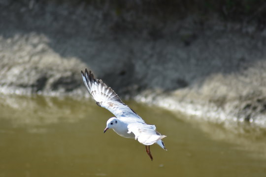Gabbiano
