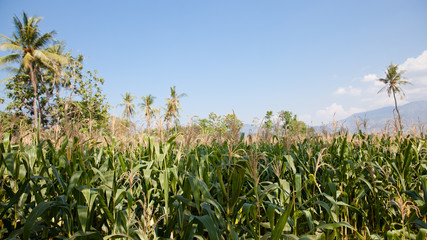 corn field on the island of Java