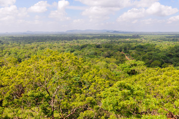 Fototapeta na wymiar View over a forest area in Sri Lanka.