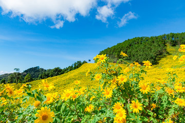 Maxican Sunflower or Tree marigold view blooming on the hill. view of Thung Bua Tong, Doi Mae Aukor, Khun Yuam, Mae Hong Son, northern Thailand.Surrounded by Beautiful mountain complex