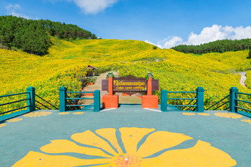 Maxican Sunflower or Tree marigold view blooming on the hill. view of Thung Bua Tong, Doi Mae Aukor, Khun Yuam, Mae Hong Son, northern Thailand.Surrounded by Beautiful mountain complex