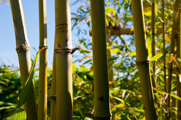 bamboo thicket, shoots, leafs and fence