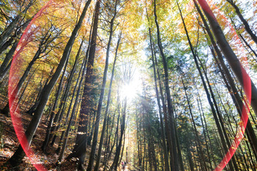 Fototapeta premium Autumn trees sky view with sun glare