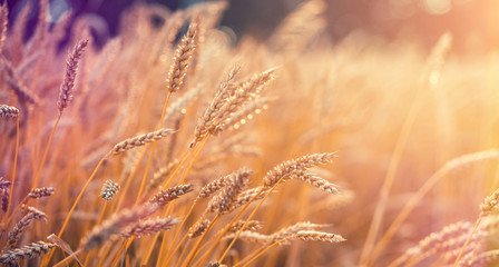 Wonderful rural landscape. Golden ears of wheat with a lot of copy space.