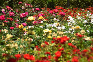 Rose garden