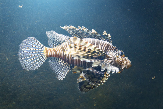 Image of the beautiful fish