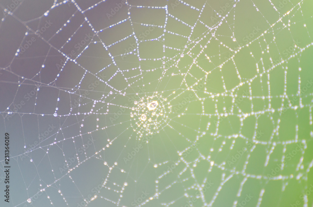 Wall mural wet spider web in the nature, dew on cobweb