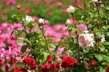 Rose garden