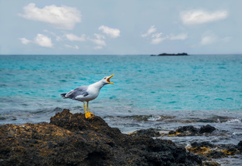 Obraz premium Angry Seagull on a rock by the Mediterranean sea. Aggressive bird.