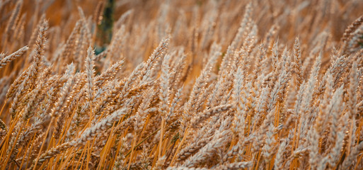 Golden wheat field and sunny day