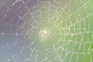 Obraz premium wet spider web in the nature, dew on cobweb