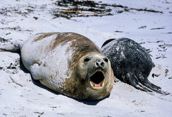Eléphant de mer du Sud, femelle et jeune, Mirounga leonina, Iles Falkland, Malouines