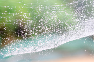 wet spider web in the nature, dew on cobweb