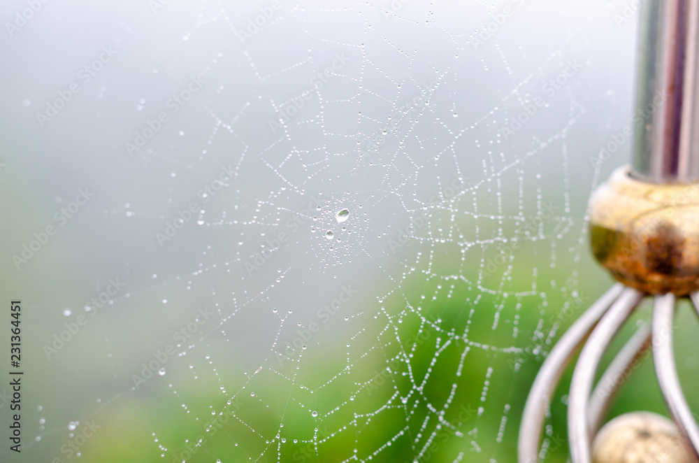 Wall mural wet spider web in the nature, dew on cobweb