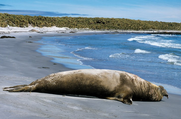 Naklejka premium Eléphant de mer du Sud, mâle, Mirounga leonina, Iles Falkland, Malouines