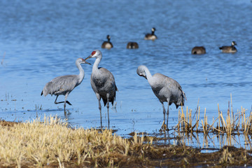 Sandhill Cranes Gathered in a Pond on a Cold Spring Morning