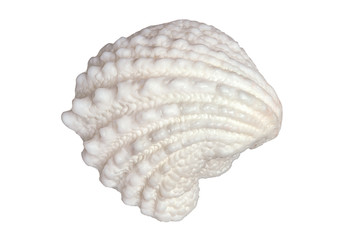 Sea Shell