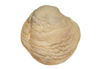 Fototapeta premium Sea Shell